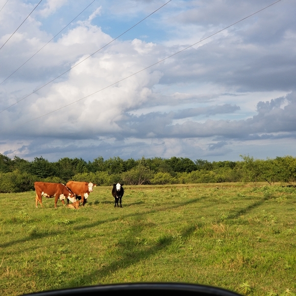 Meet your Posher, Yosii - Picture 2 of 2